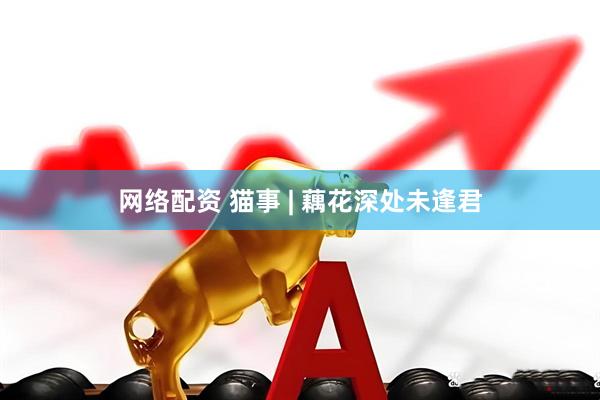 网络配资 猫事 | 藕花深处未逢君