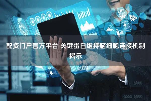 配资门户官方平台 关键蛋白维持脑细胞连接机制揭示